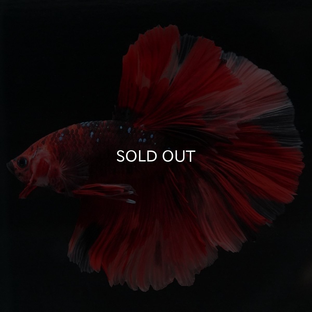 画像11: HM ニモ (11)