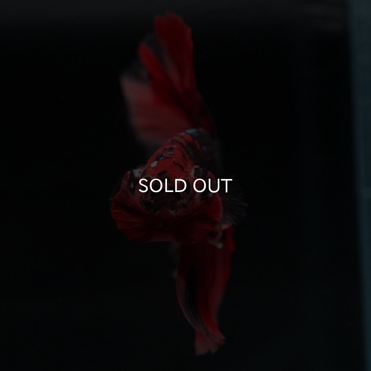 画像6: HM ニモ (6)