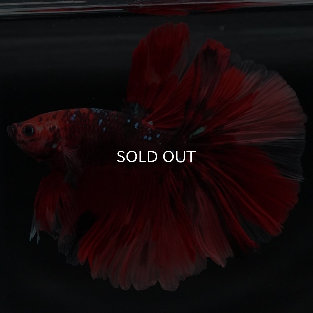 画像7: HM ニモ (7)