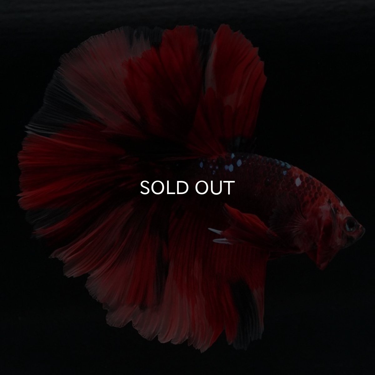 画像9: HM ニモ (9)