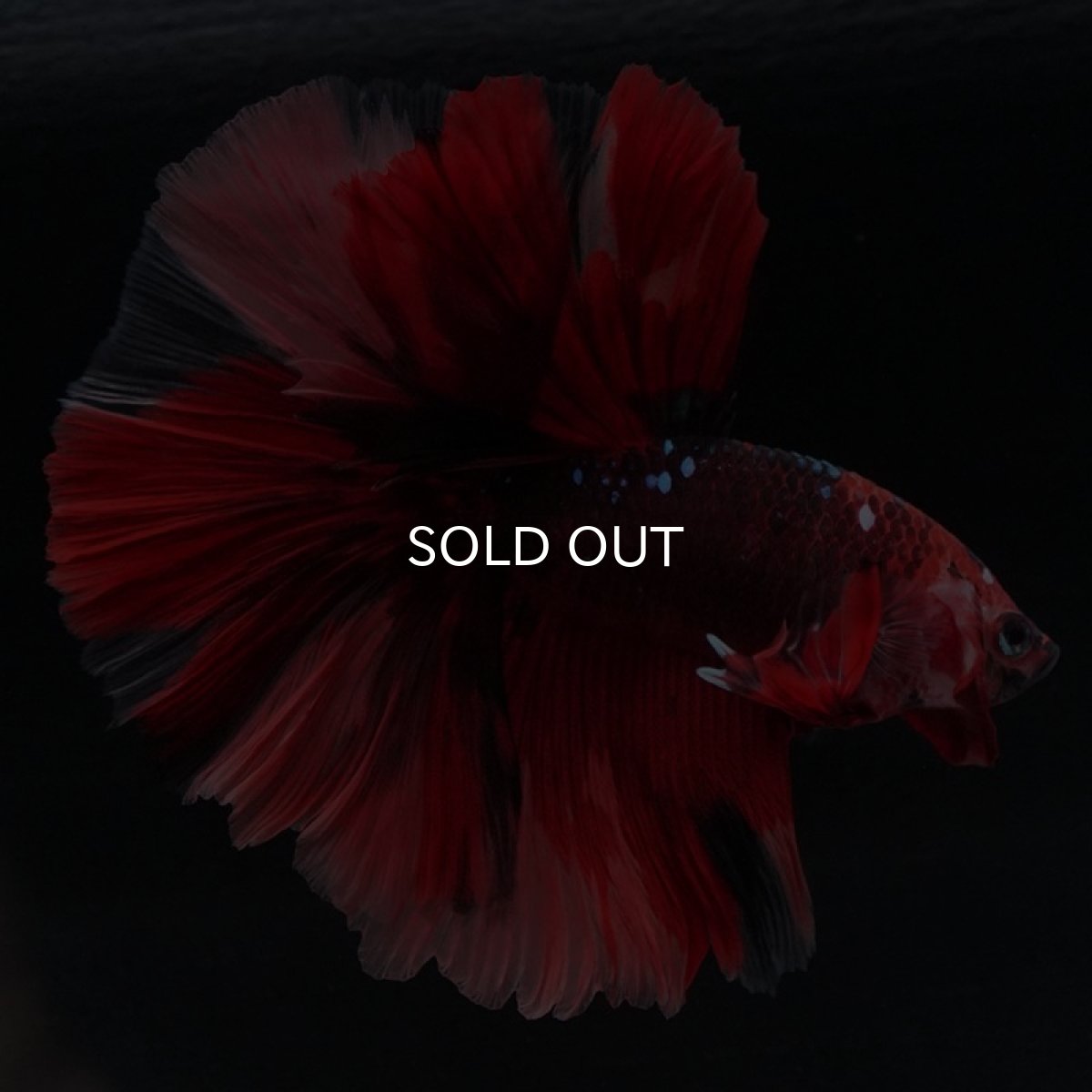 画像2: HM ニモ (2)