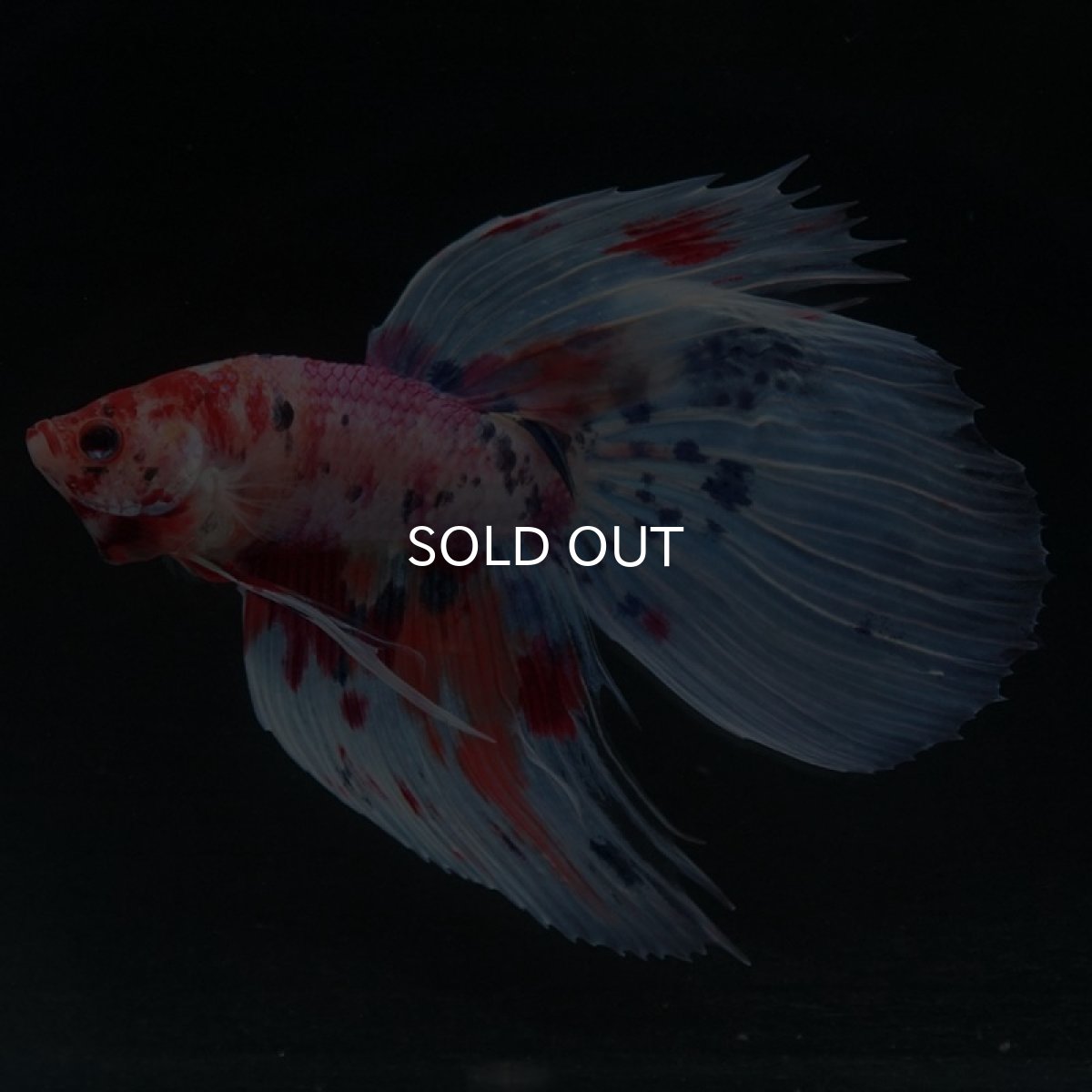 画像2: VT ファンシー (2)