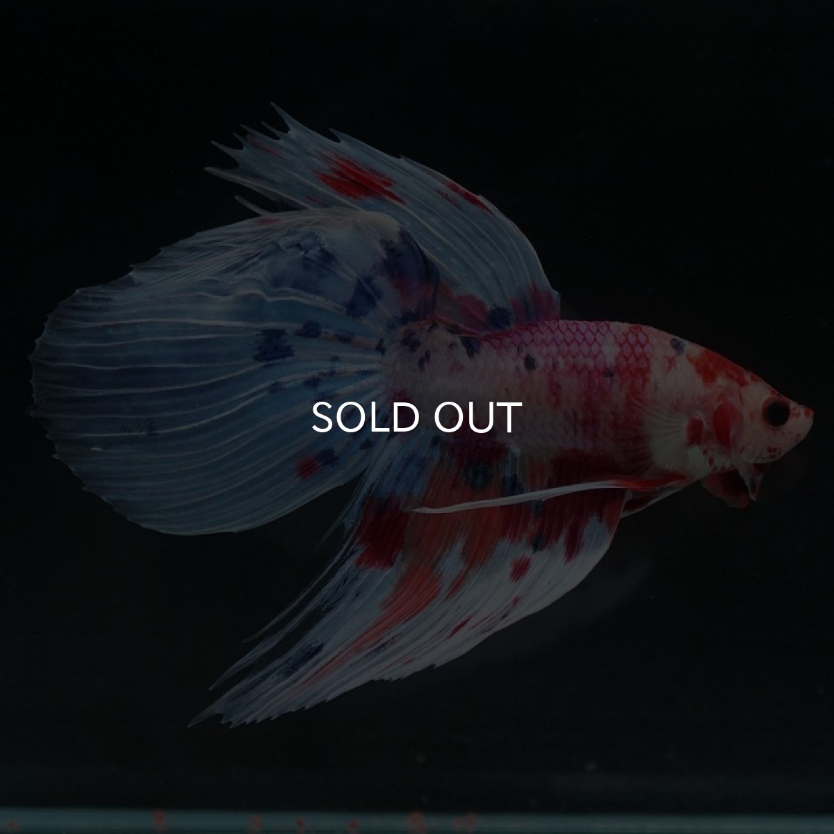 画像3: VT ファンシー (3)