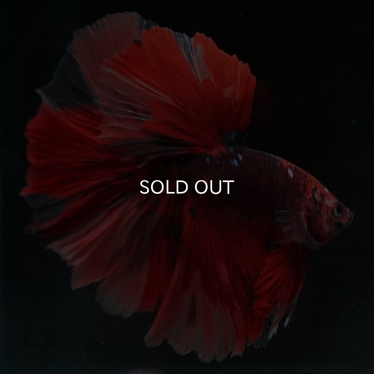 画像4: HM ニモ (4)