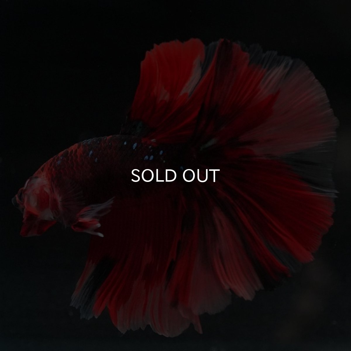 画像8: HM ニモ (8)