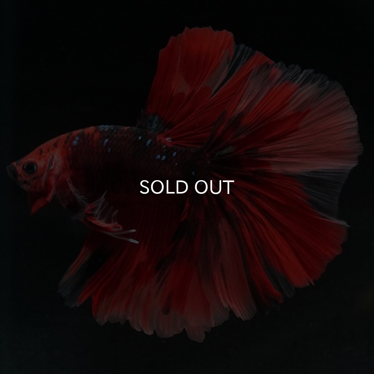 画像5: HM ニモ (5)