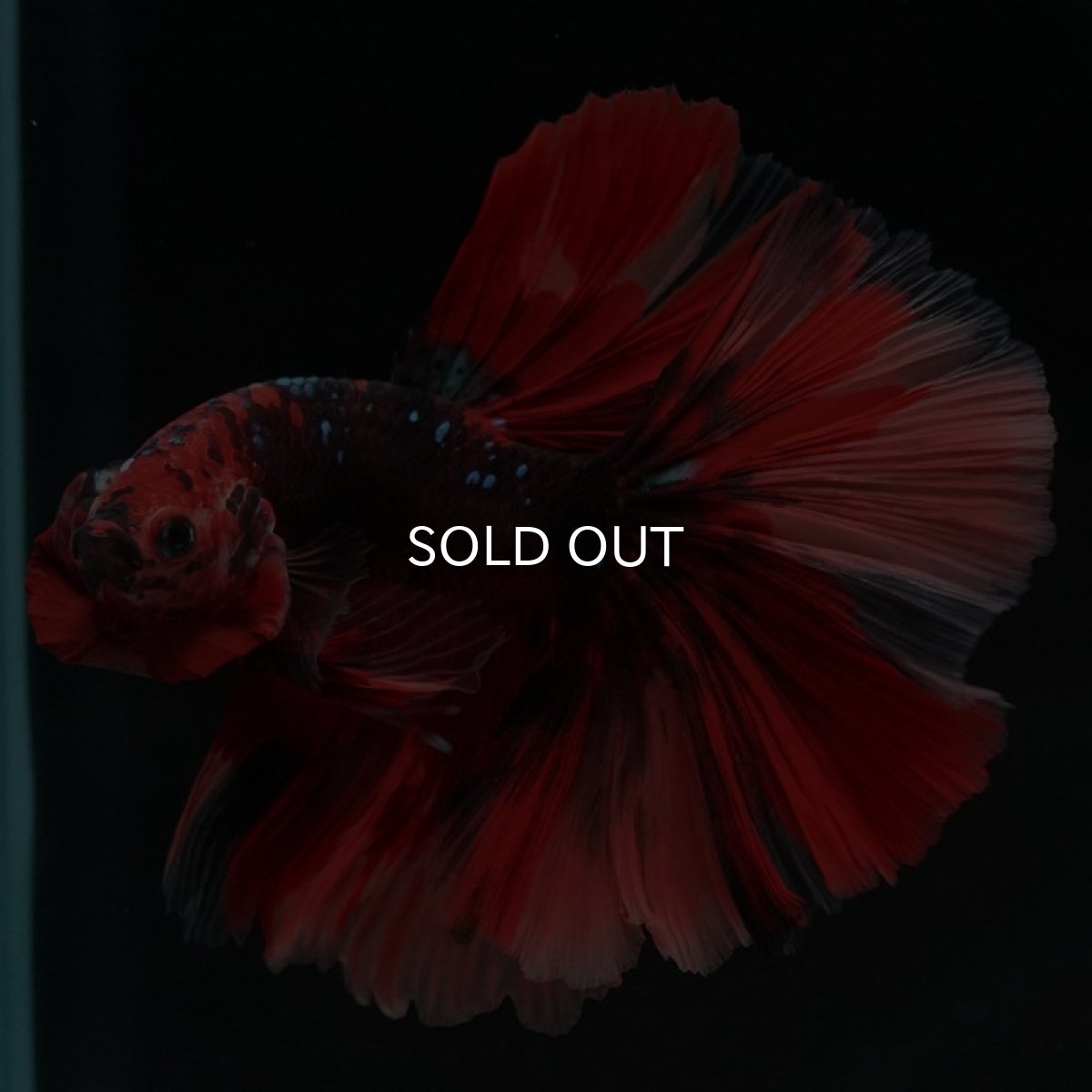 画像3: HM ニモ (3)