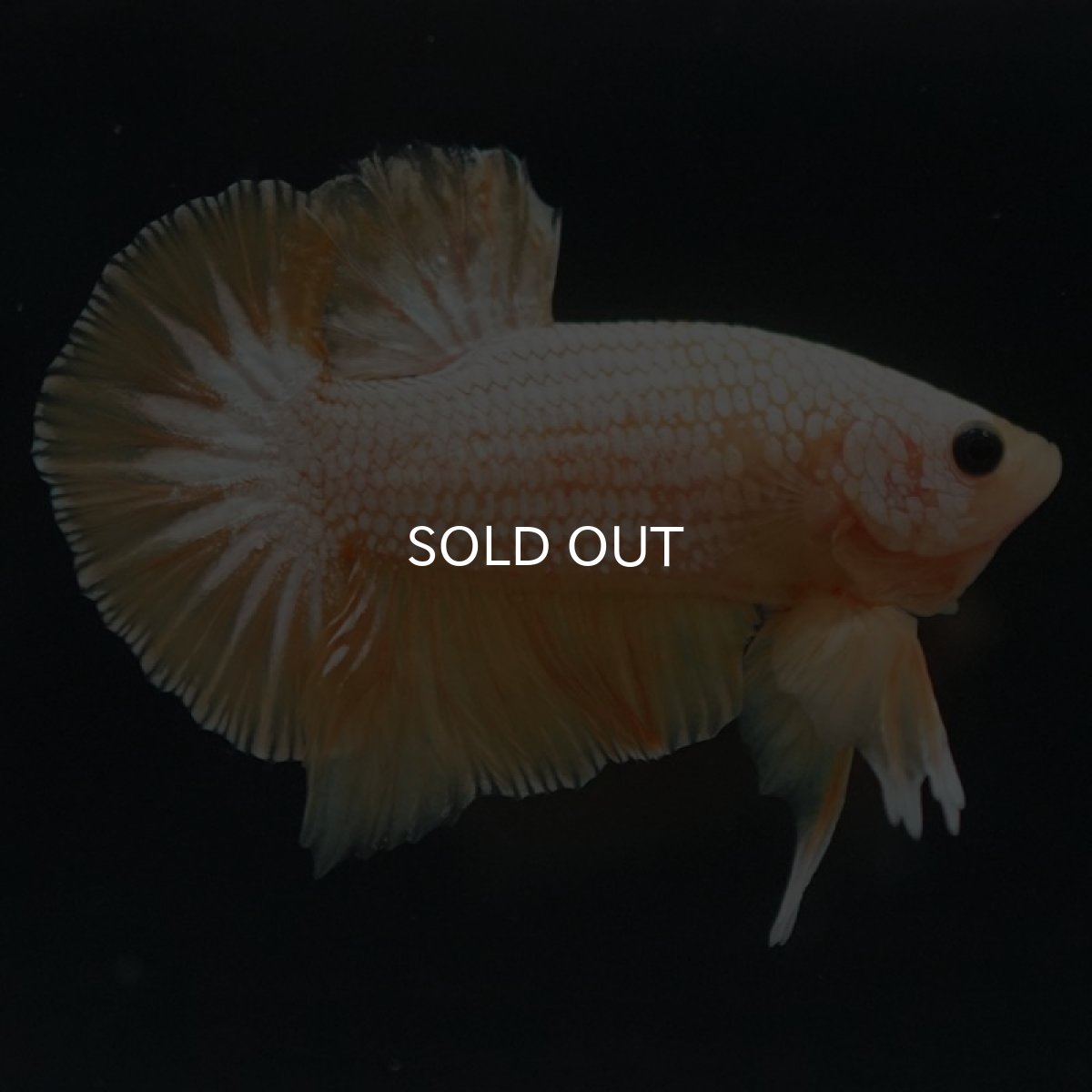 画像5: HMPK イエローファンシー (5)