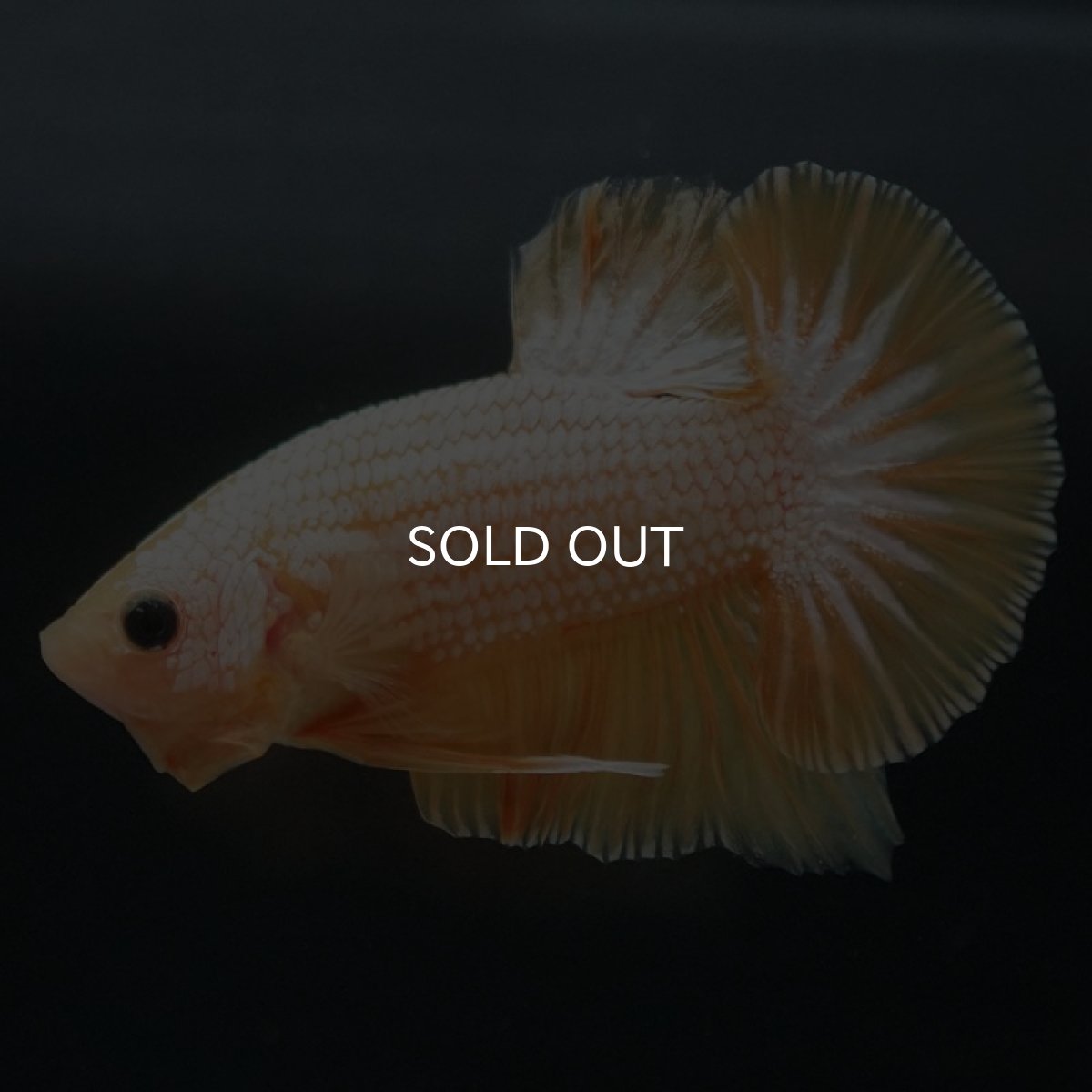 画像4: HMPK イエローファンシー (4)