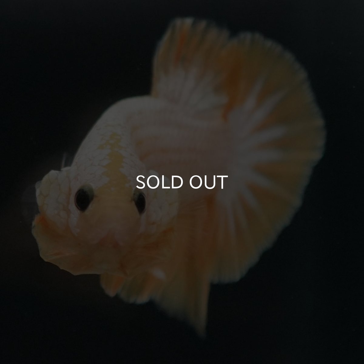 画像3: HMPK イエローファンシー (3)