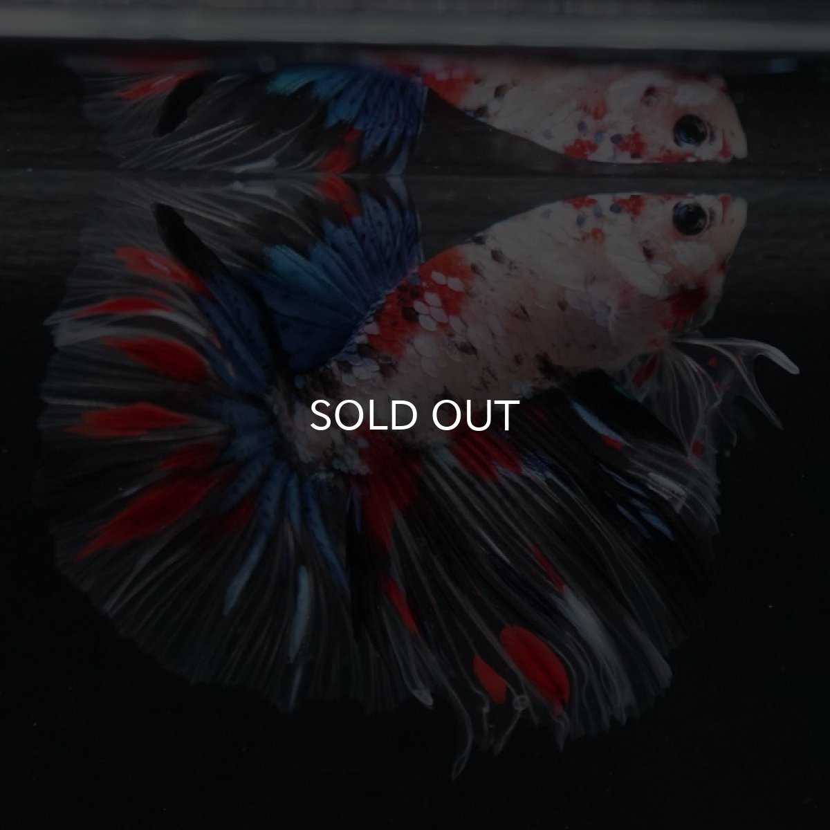 画像6: HM 鯉 クリアフィン (6)