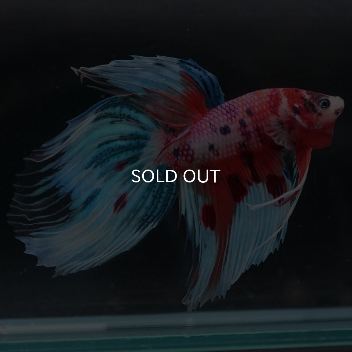 画像5: VT キャンディレインボー (5)