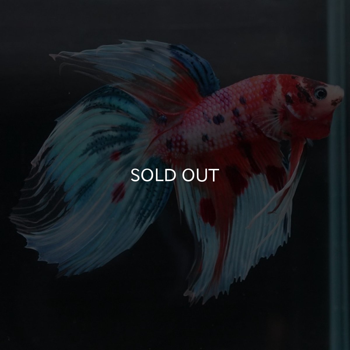 画像2: VT キャンディレインボー (2)