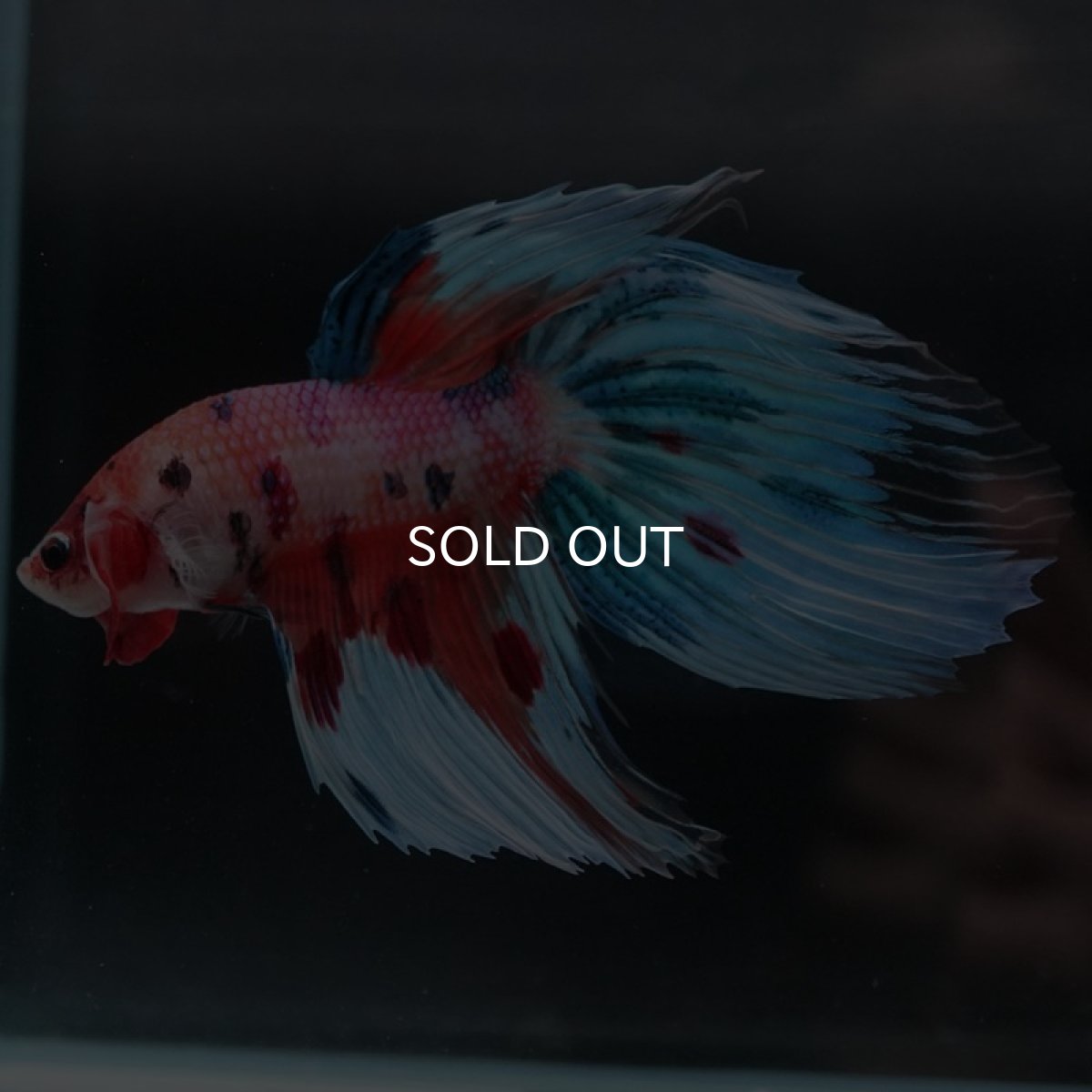 画像6: VT キャンディレインボー (6)