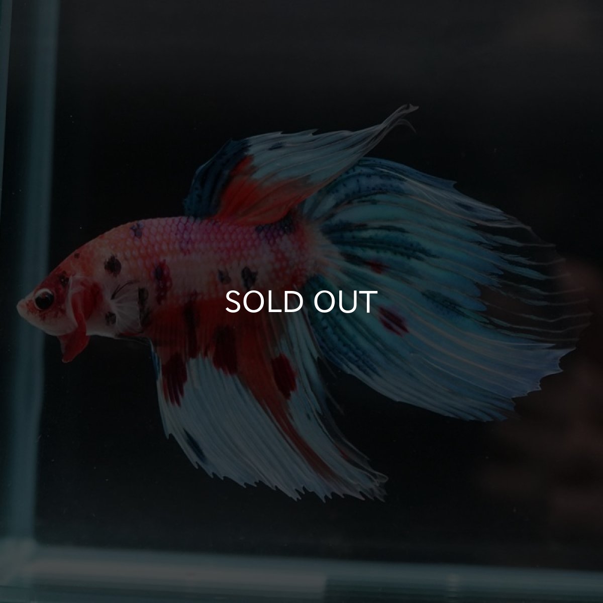 画像4: VT キャンディレインボー (4)