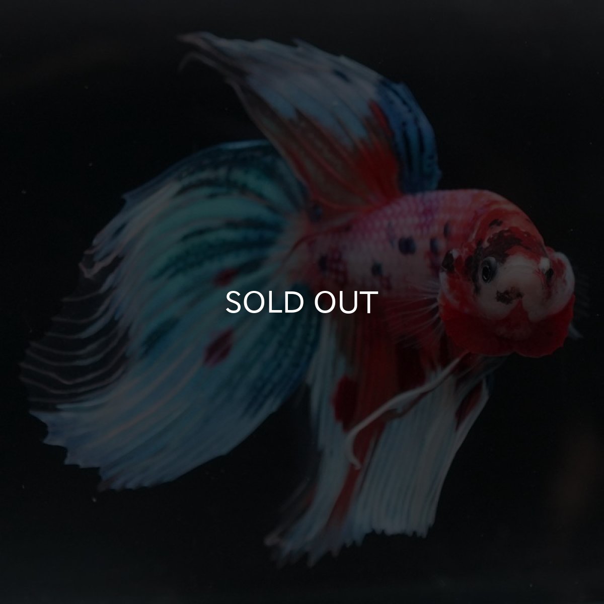 画像3: VT キャンディレインボー (3)