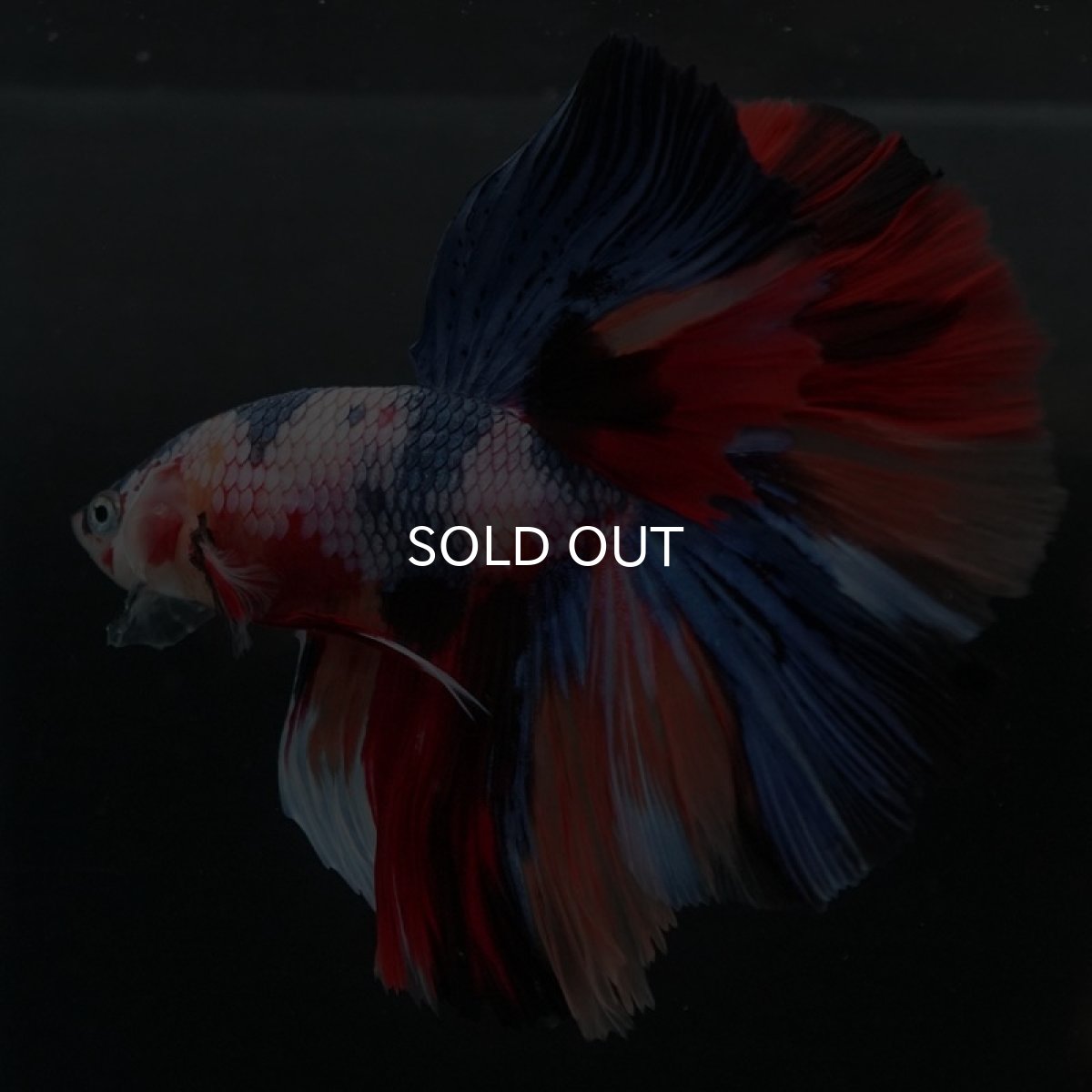 画像6: HM キャンディレインボー (6)