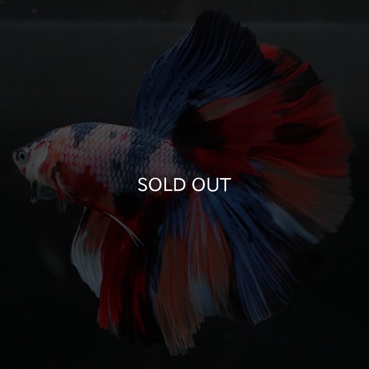 画像2: HM キャンディレインボー (2)