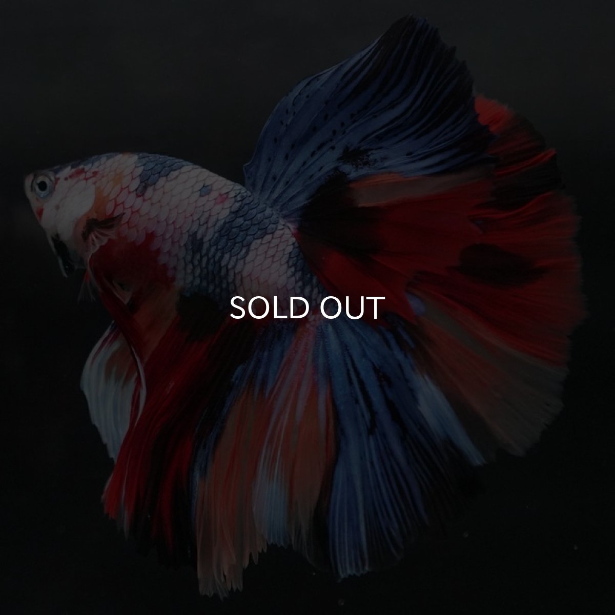 画像4: HM キャンディレインボー (4)