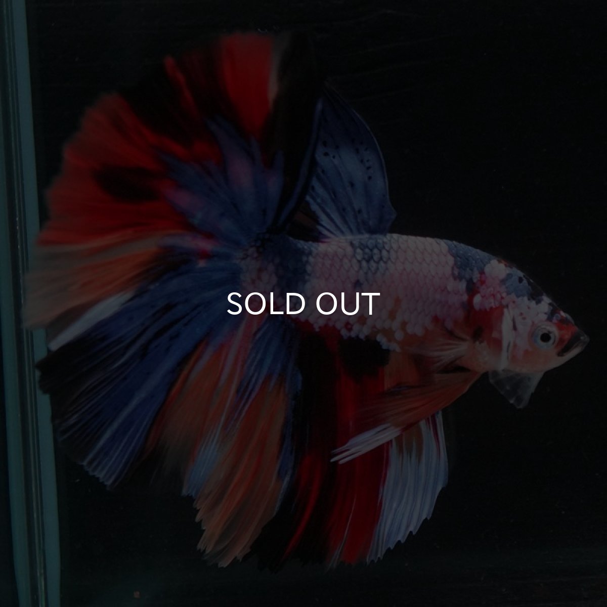 画像5: HM キャンディレインボー (5)