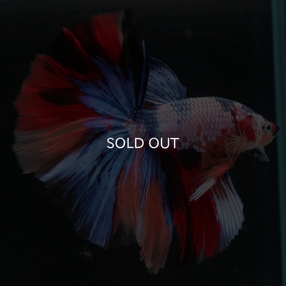 画像3: HM キャンディレインボー (3)