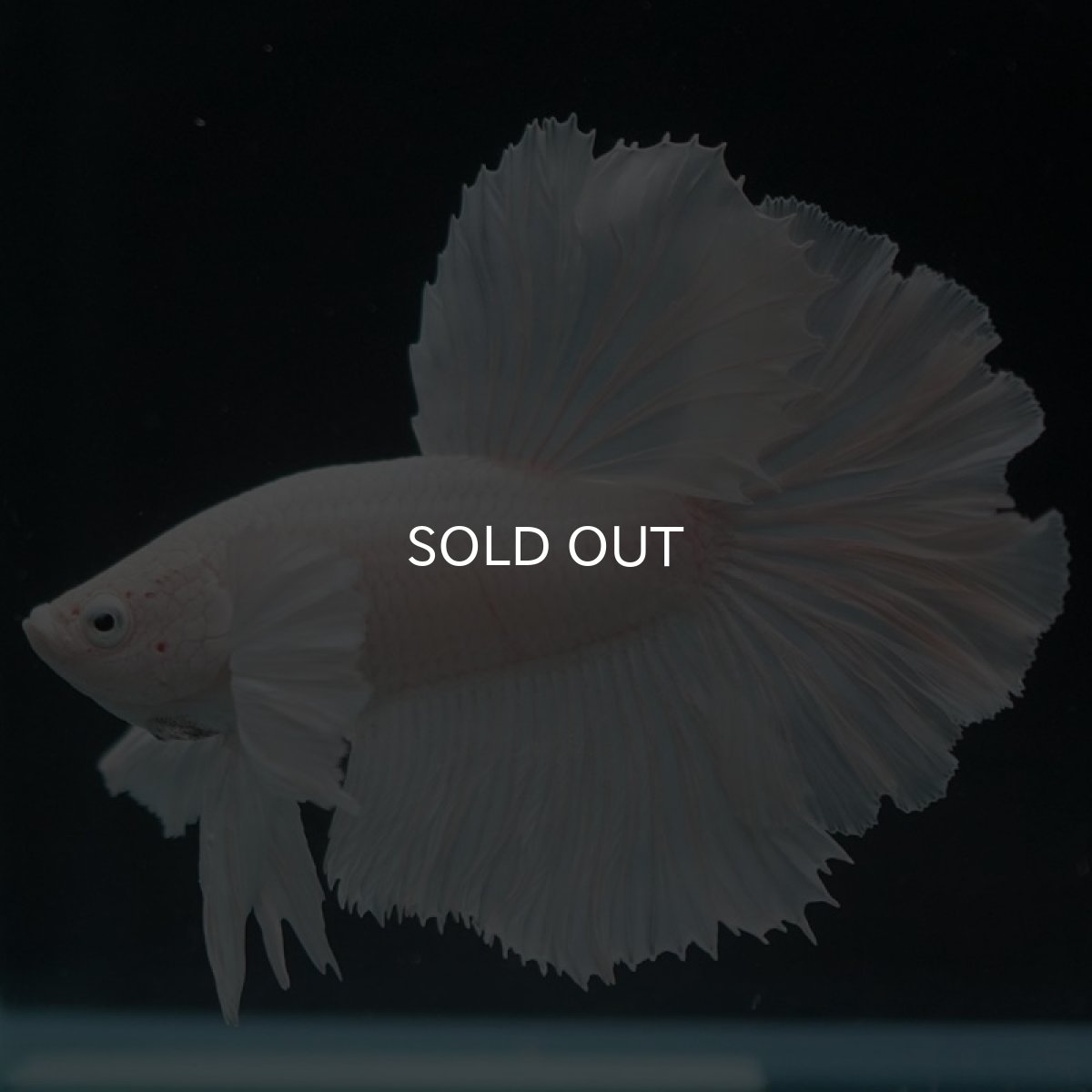 画像5: HMダンボ ホワイト (5)