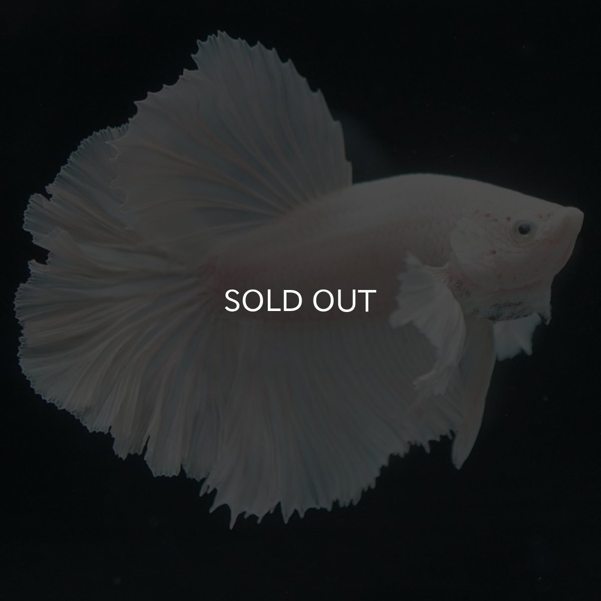 画像6: HMダンボ ホワイト (6)