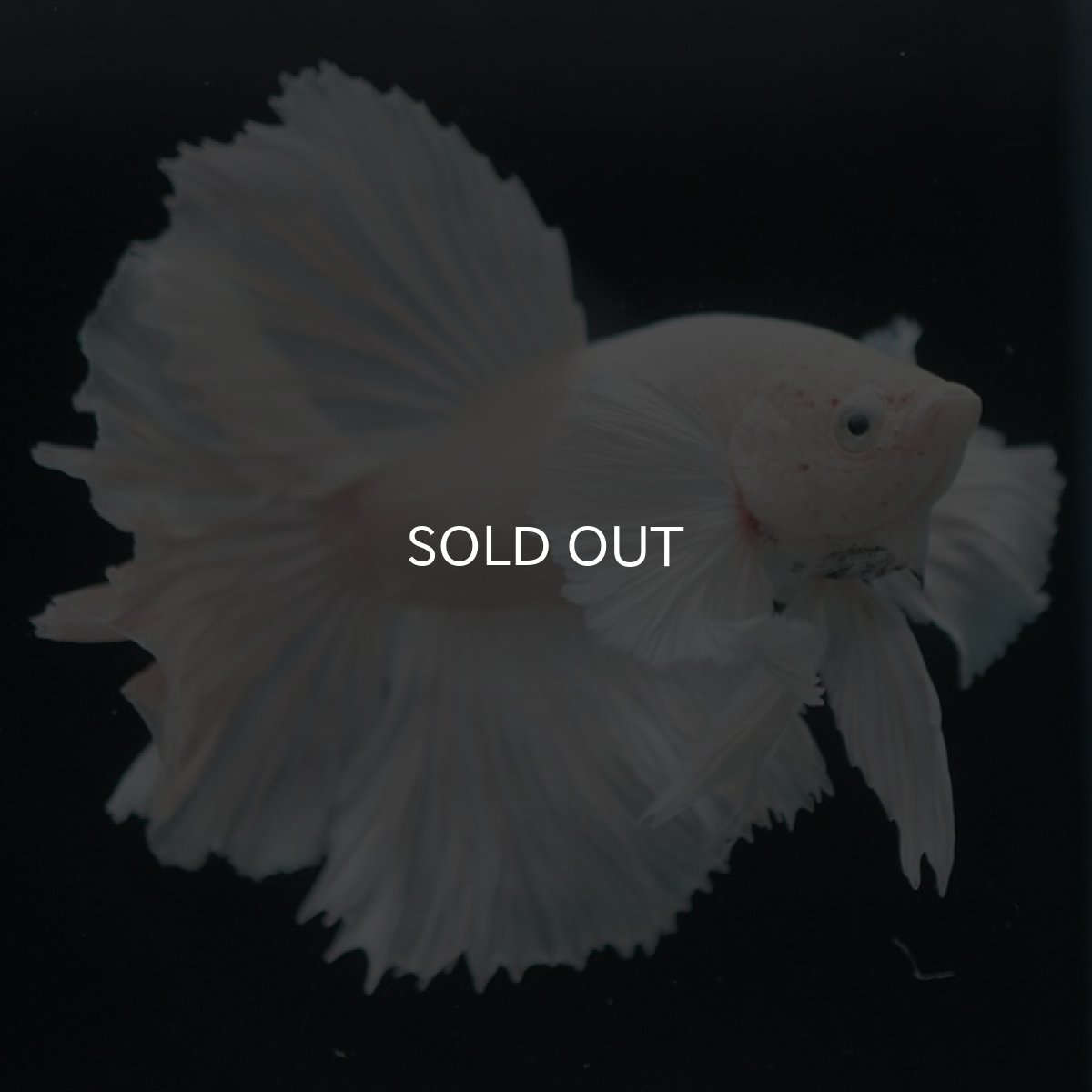 画像4: HMダンボ ホワイト (4)