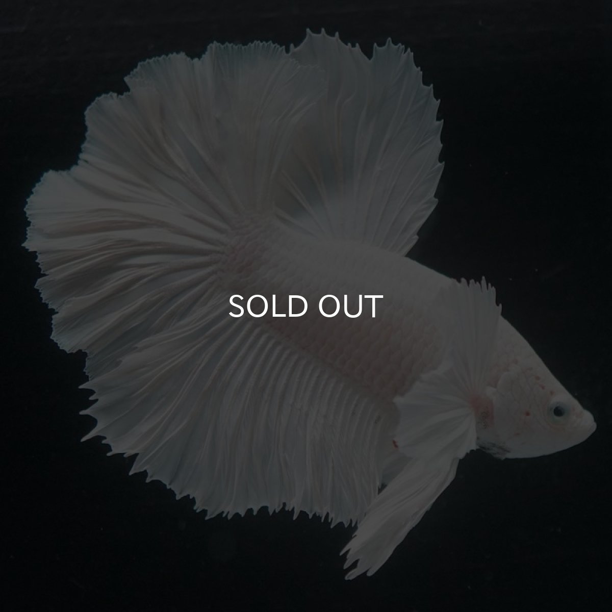 画像3: HMダンボ ホワイト (3)