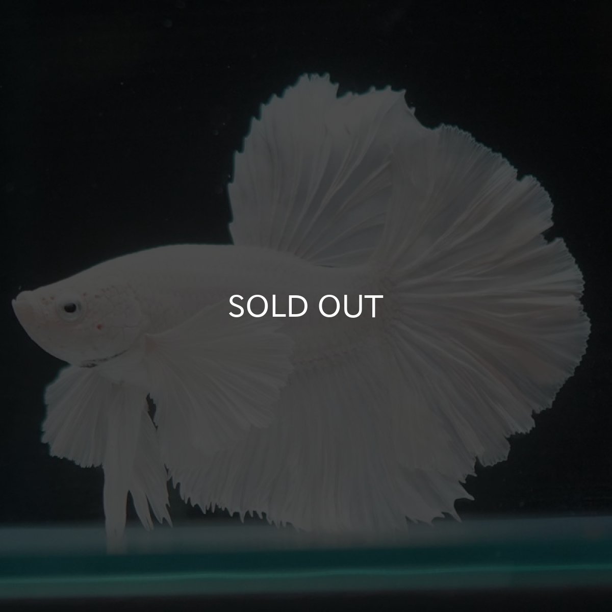 画像2: HMダンボ ホワイト (2)