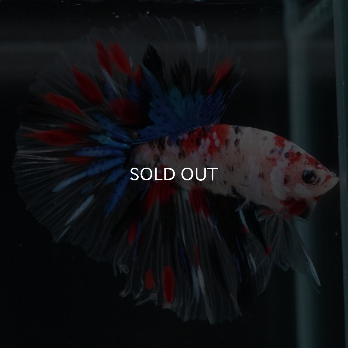 画像4: HM 鯉 クリアフィン (4)