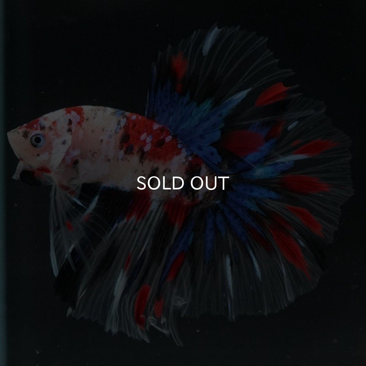 画像5: HM 鯉 クリアフィン (5)