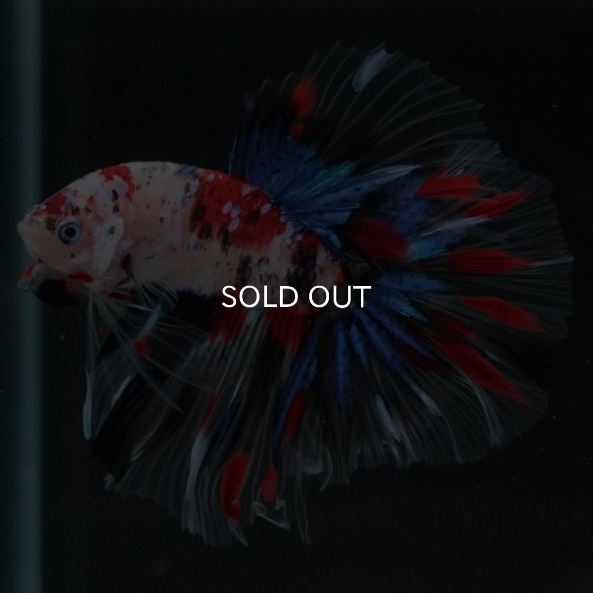 画像3: HM 鯉 クリアフィン (3)