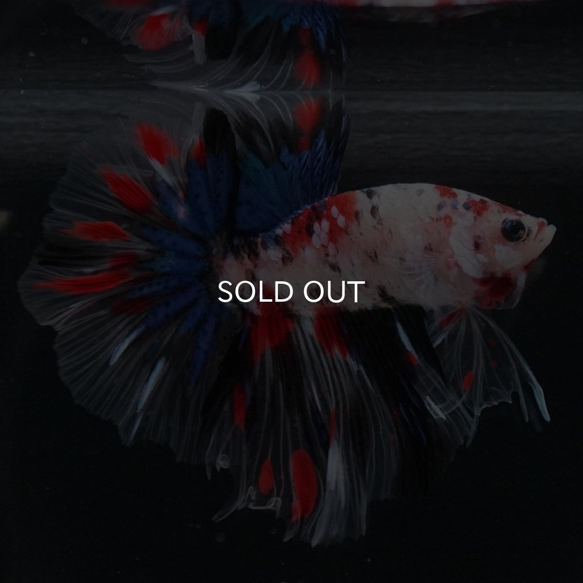 画像2: HM 鯉 クリアフィン (2)