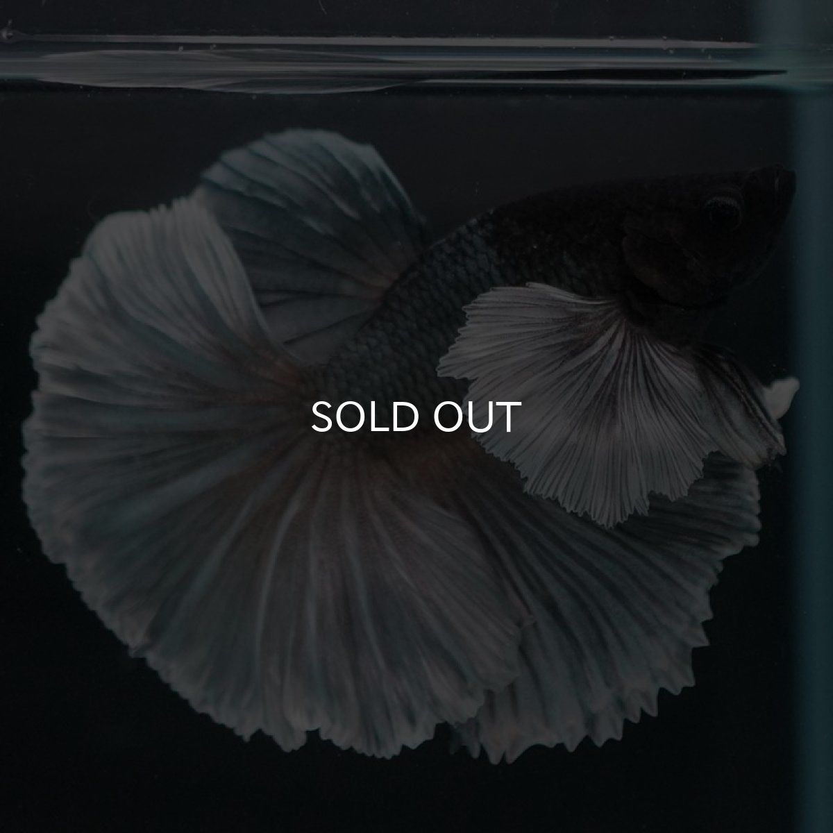 画像7: HMダンボ　カッパー (7)