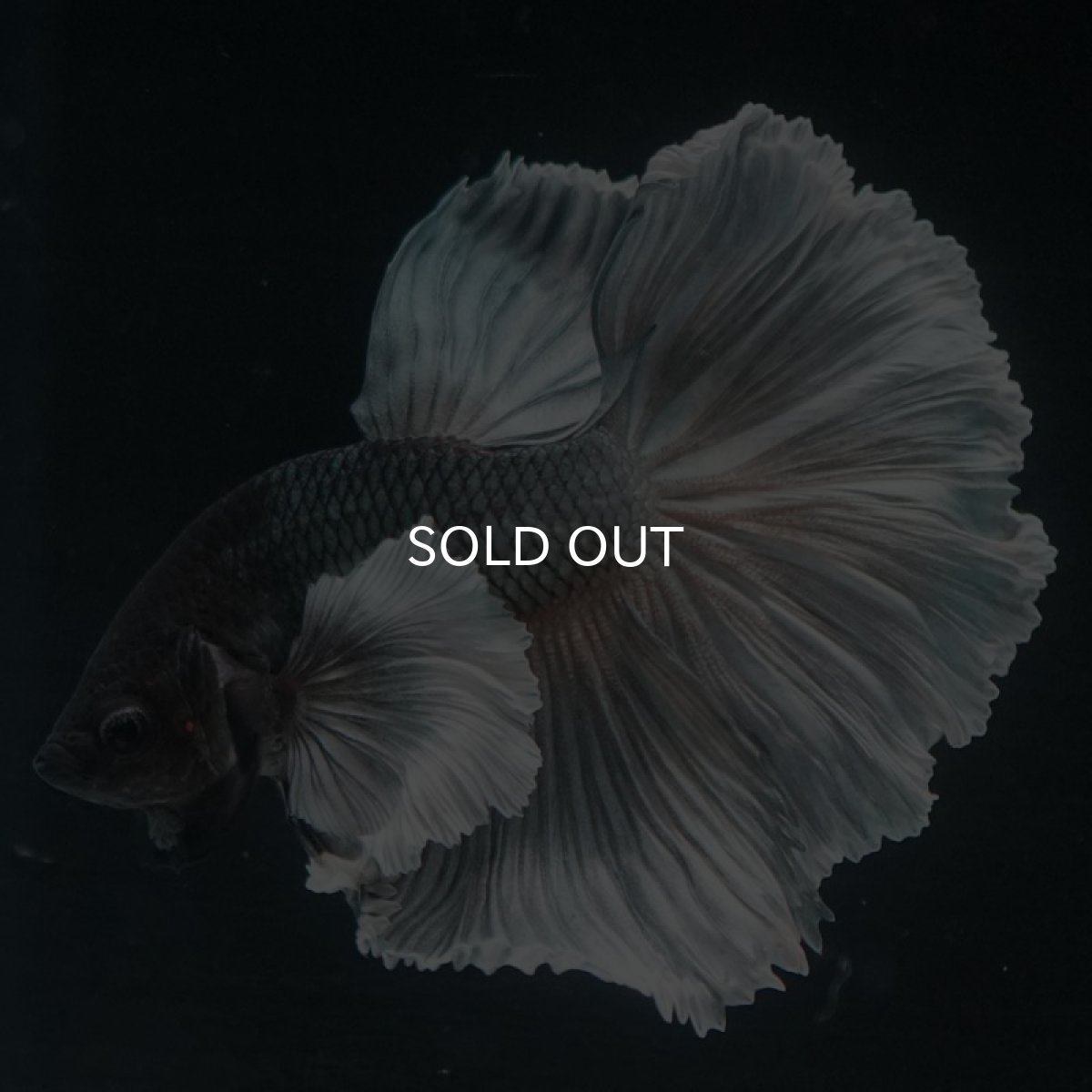 画像6: HMダンボ　カッパー (6)