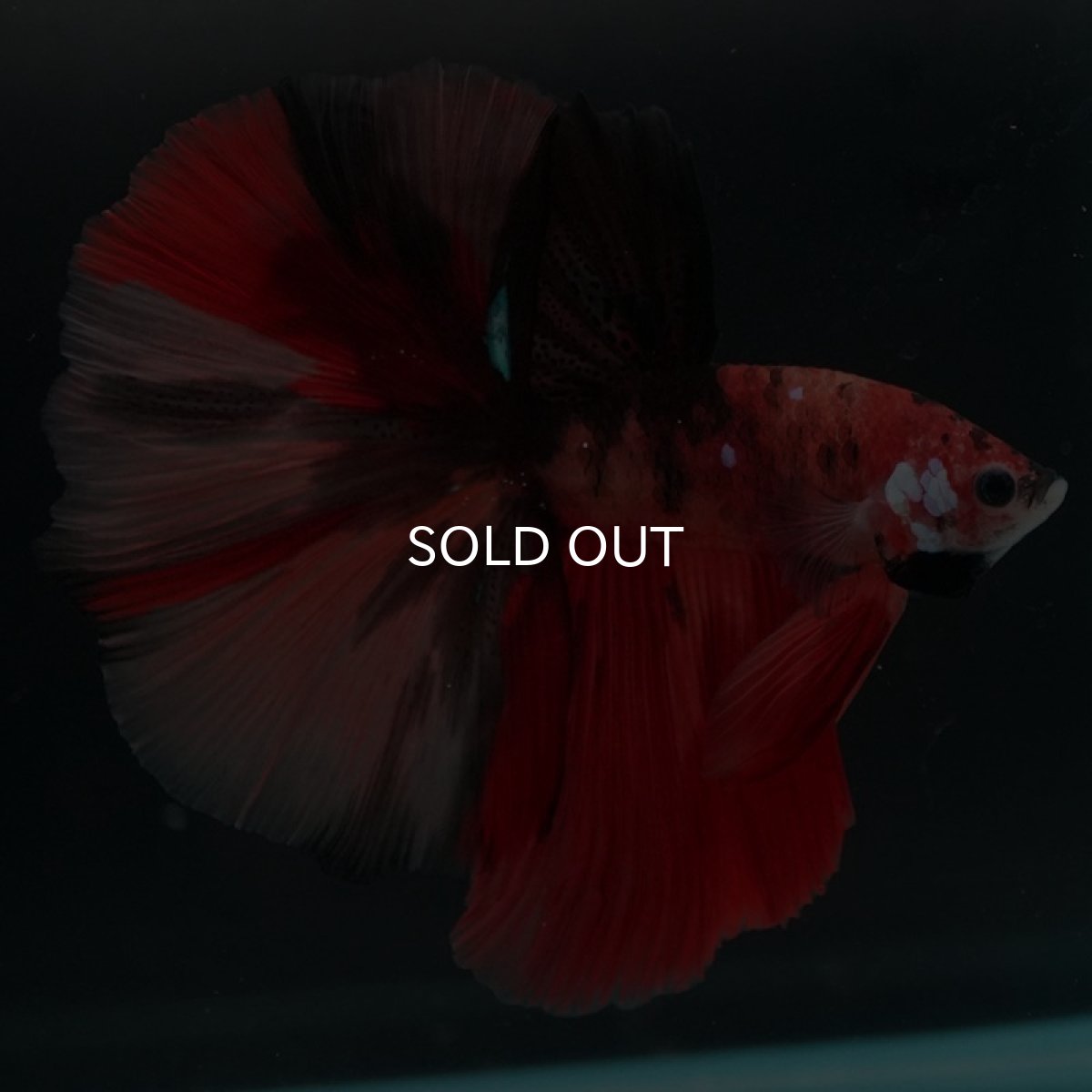 画像4: HM キャンディ (4)