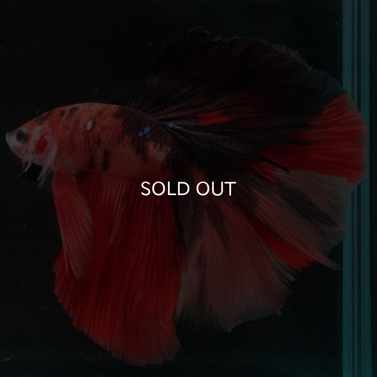 画像6: HM キャンディ (6)