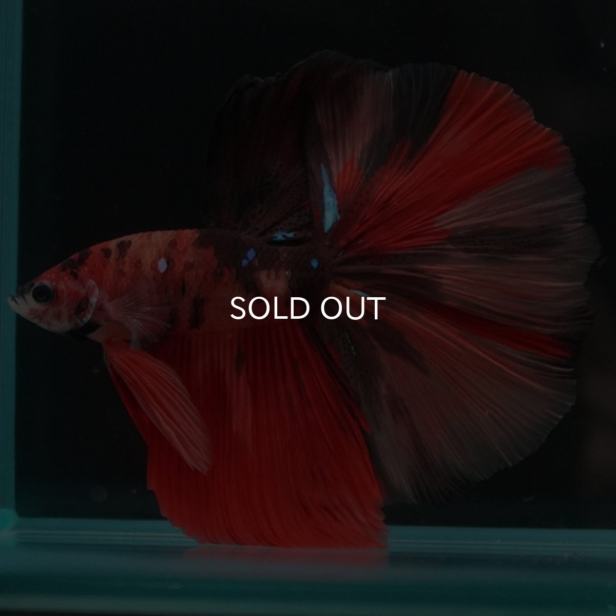 画像2: HM キャンディ (2)