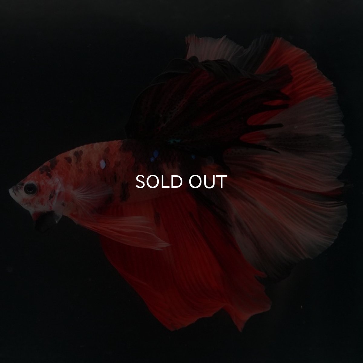 画像5: HM キャンディ (5)