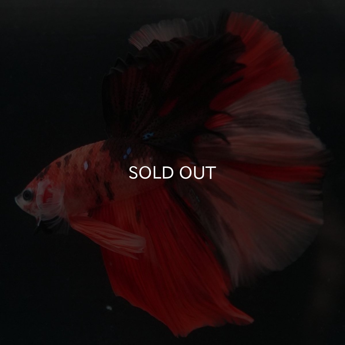 画像3: HM キャンディ (3)