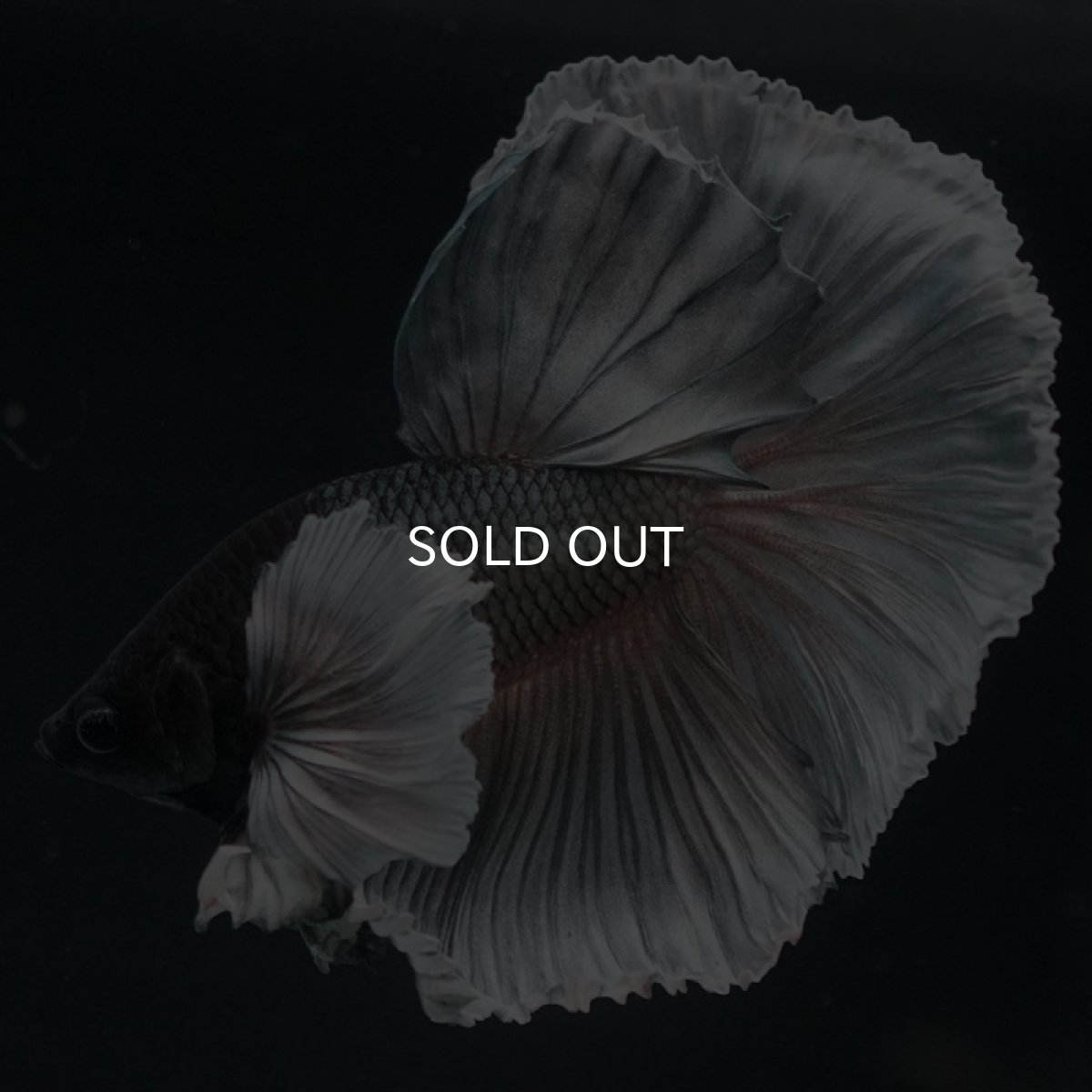 画像4: HMダンボ　カッパー (4)