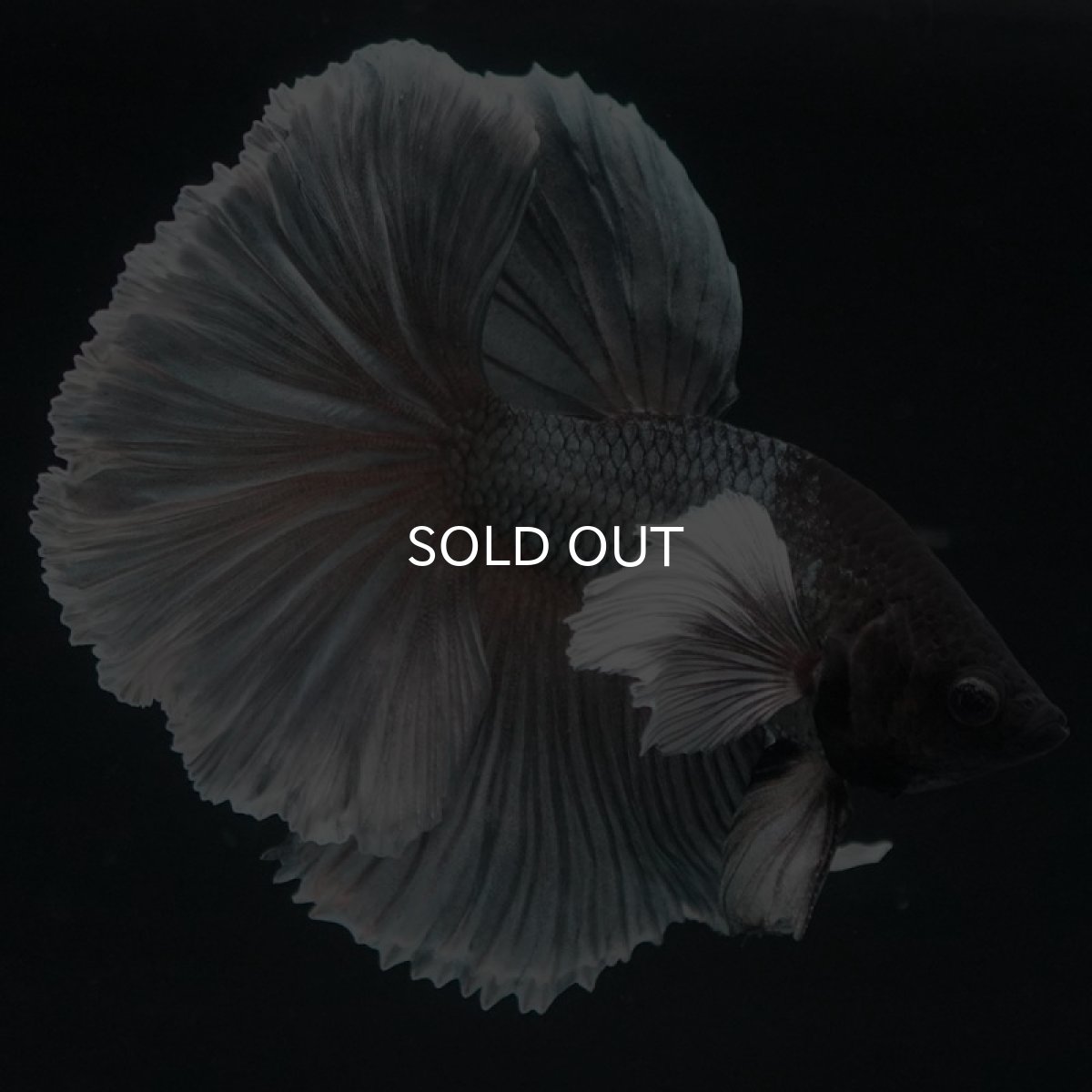 画像3: HMダンボ　カッパー (3)