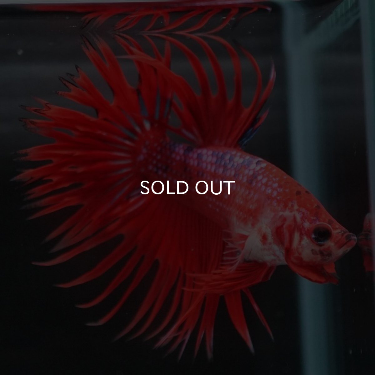 画像6: CT　ファンシーレッド (6)