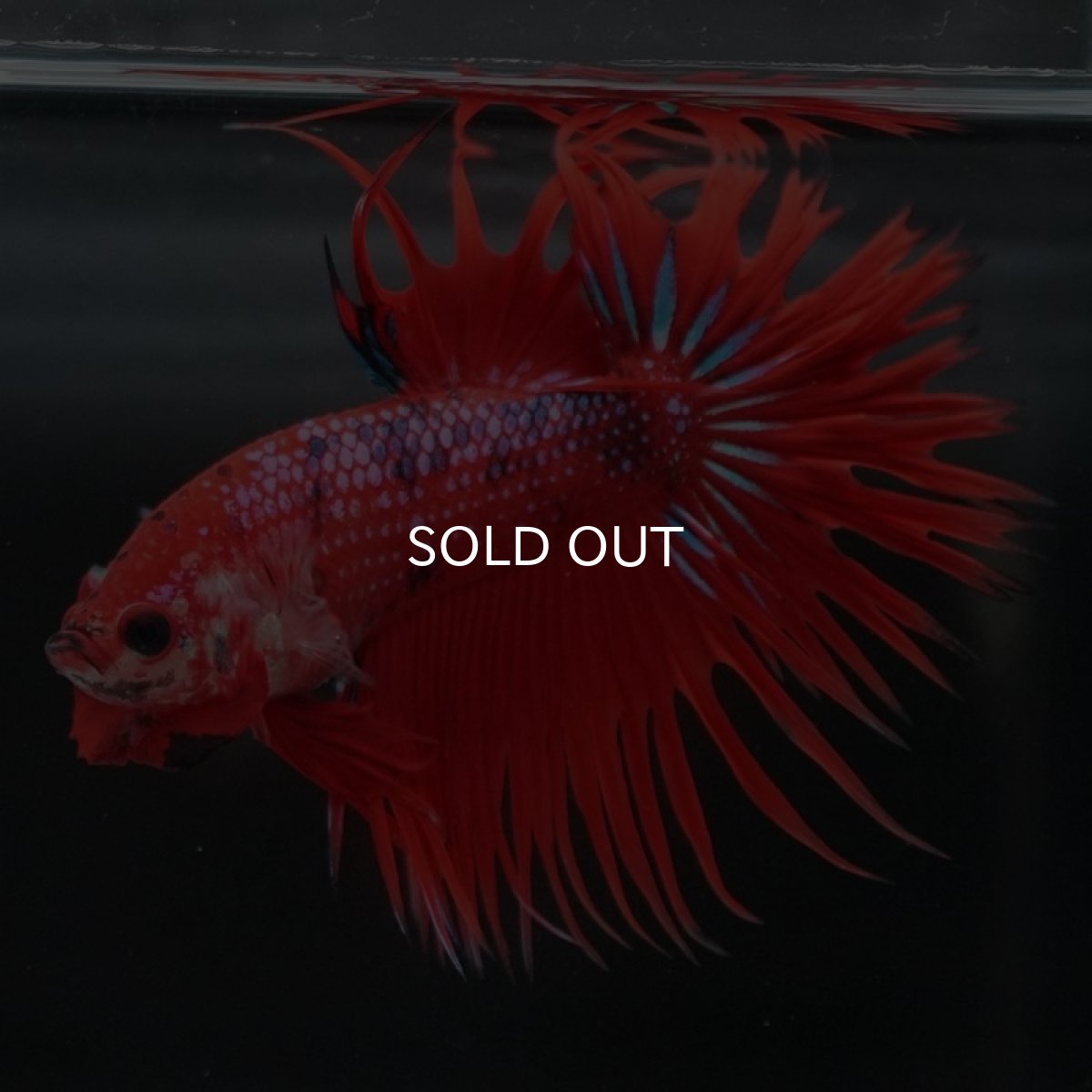 画像7: CT　ファンシーレッド (7)