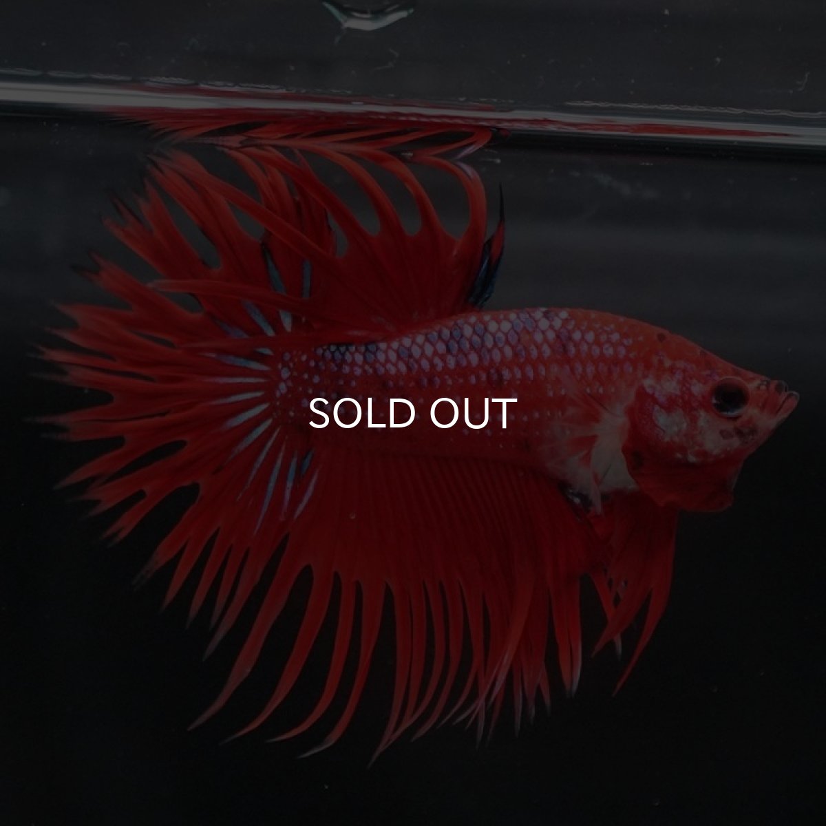 画像4: CT　ファンシーレッド (4)