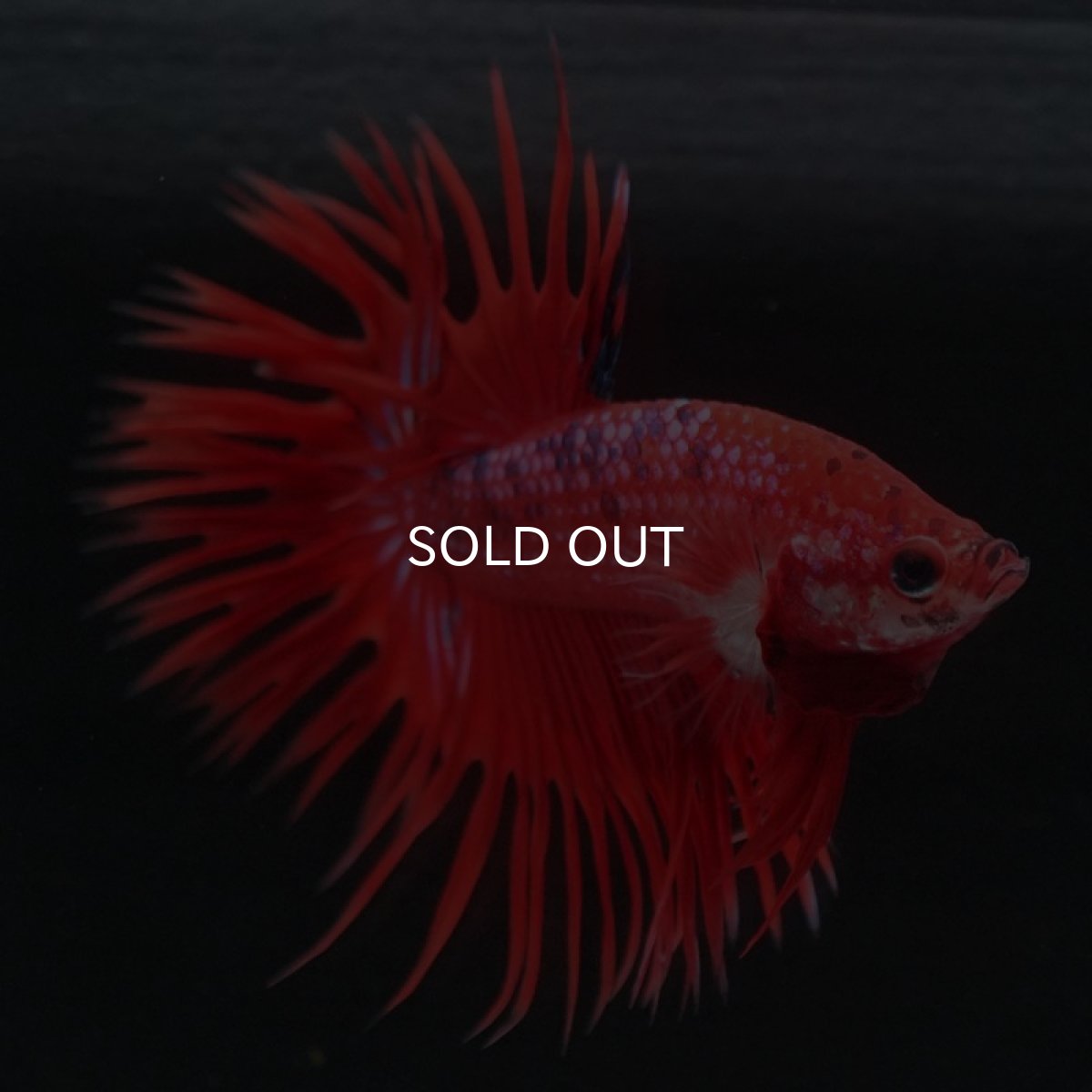 画像2: CT　ファンシーレッド (2)