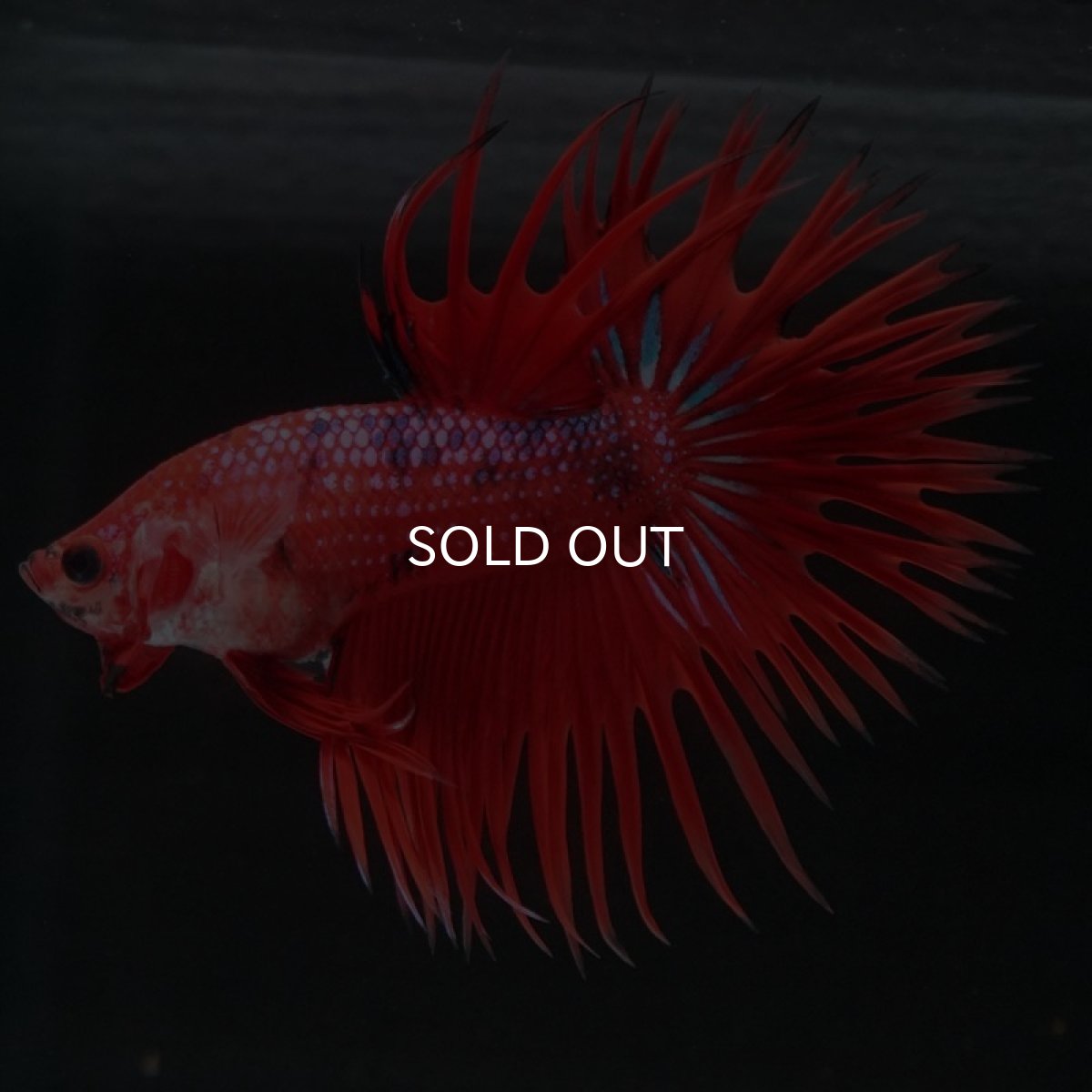 画像5: CT　ファンシーレッド (5)