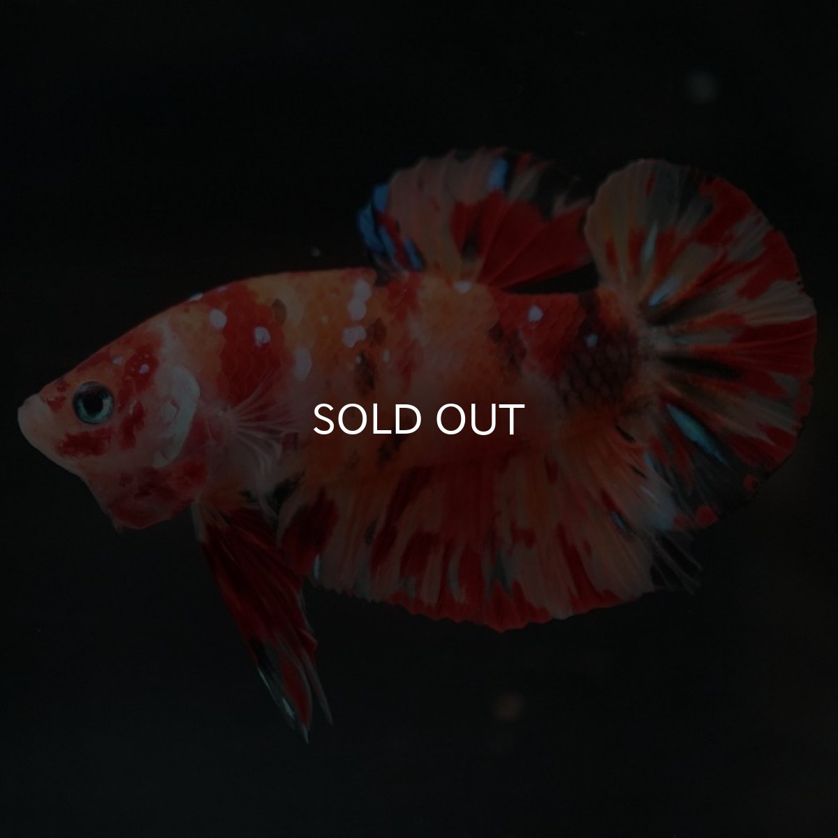 画像7: HMPK キャンディ (7)