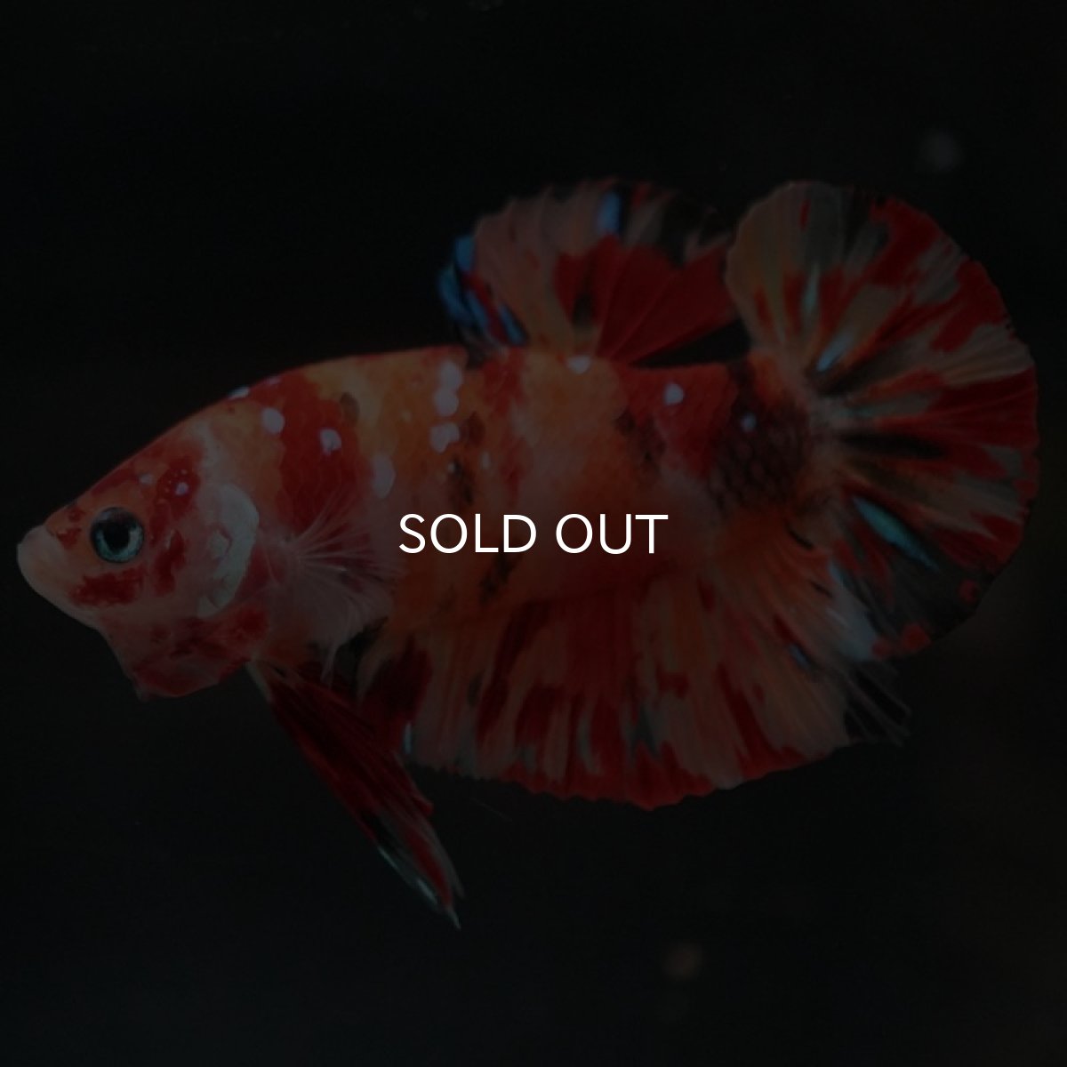 画像3: HMPK キャンディ (3)